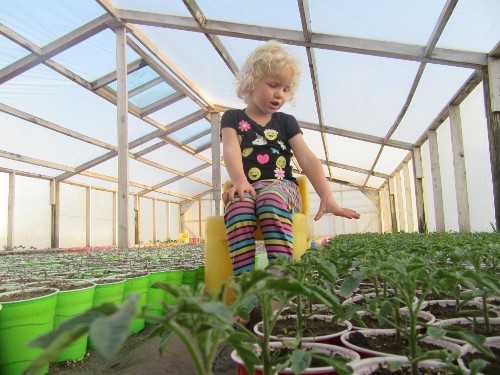 2018_Greenhouse.jpg 2018_Greenhouse.jpg