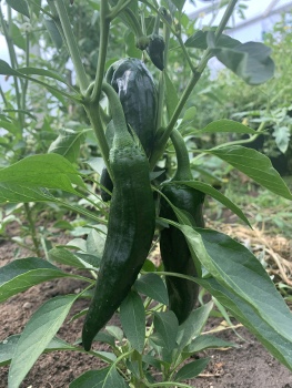 2020_pics08.JPG 2020_pics08.JPG